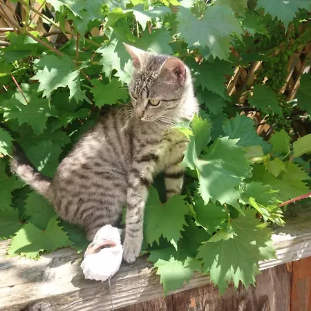 Luna Πανσιόν 3*